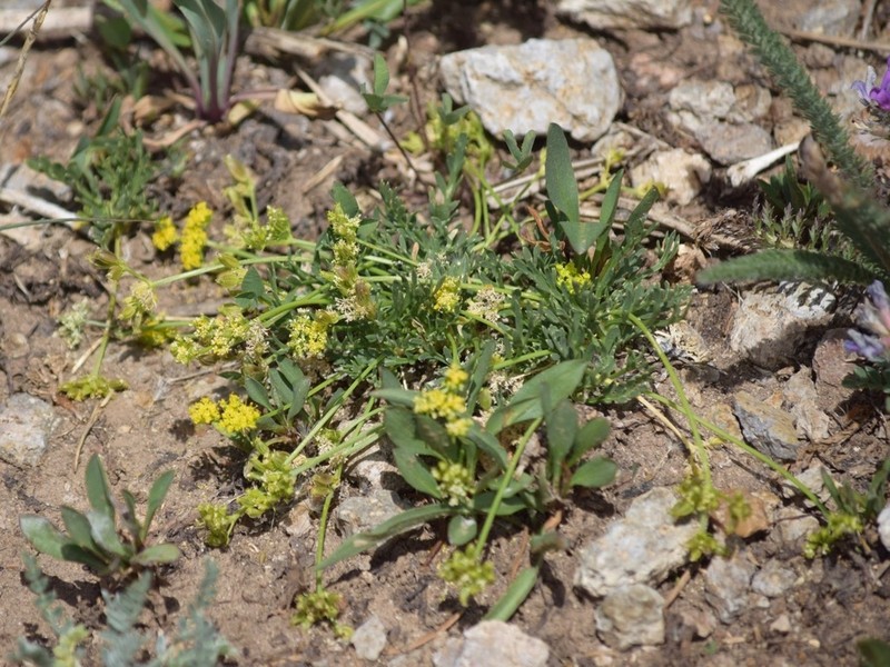 Little Desertparsley photo 8