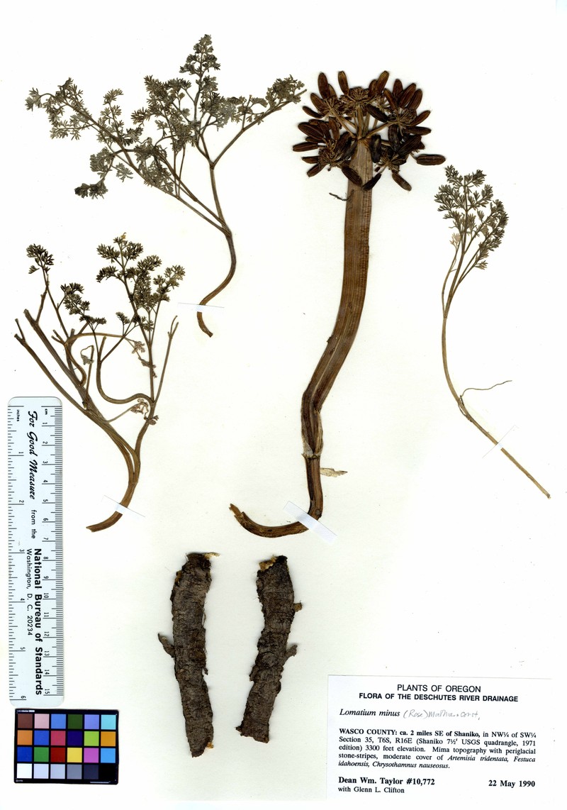 Day Valley Desertparsley