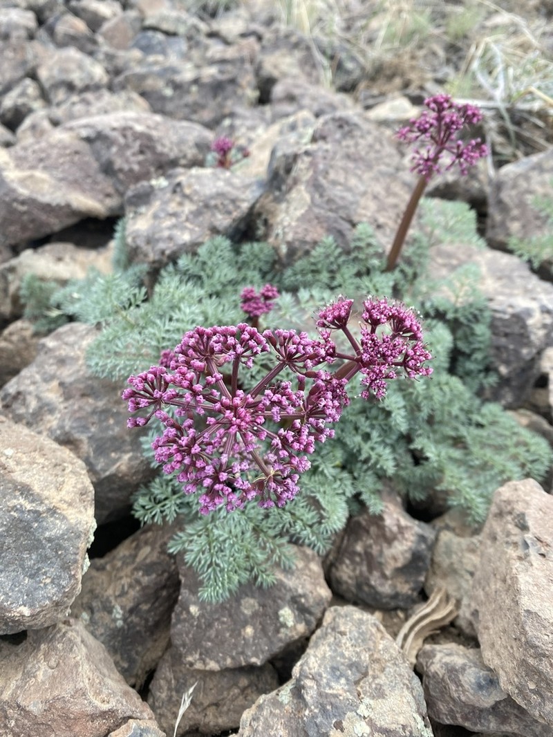 Day Valley Desertparsley