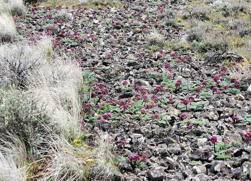 Day Valley Desertparsley photo 2