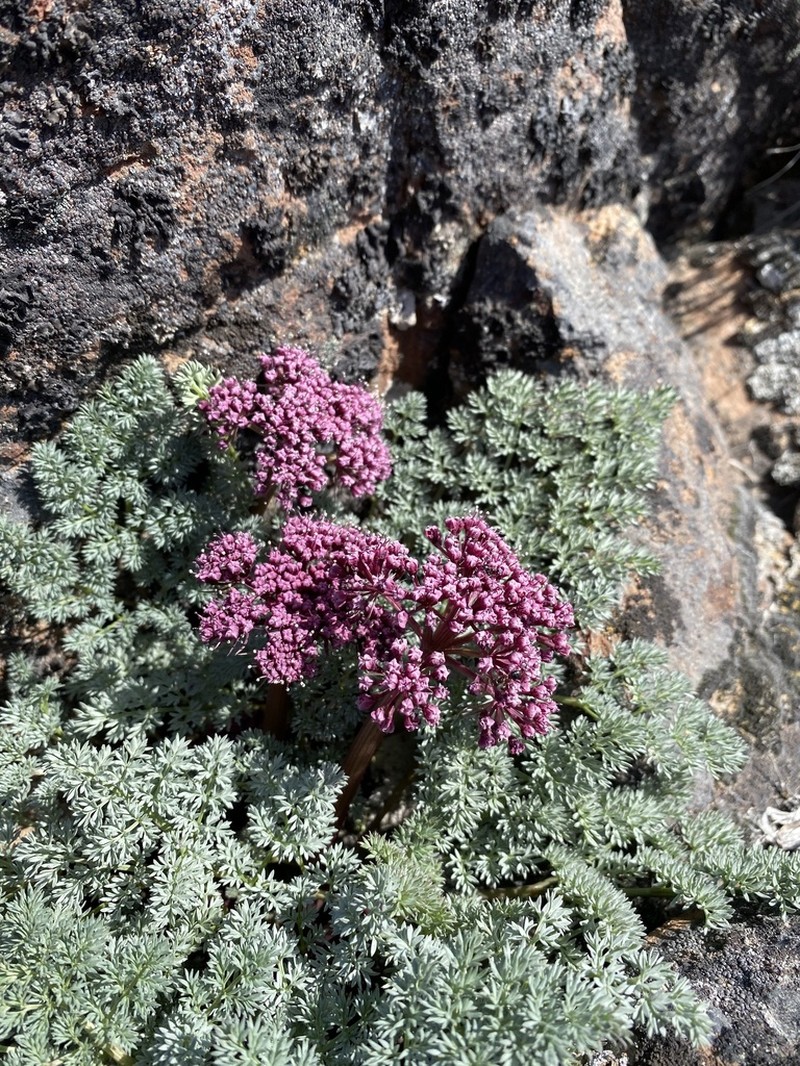 Day Valley Desertparsley photo 3