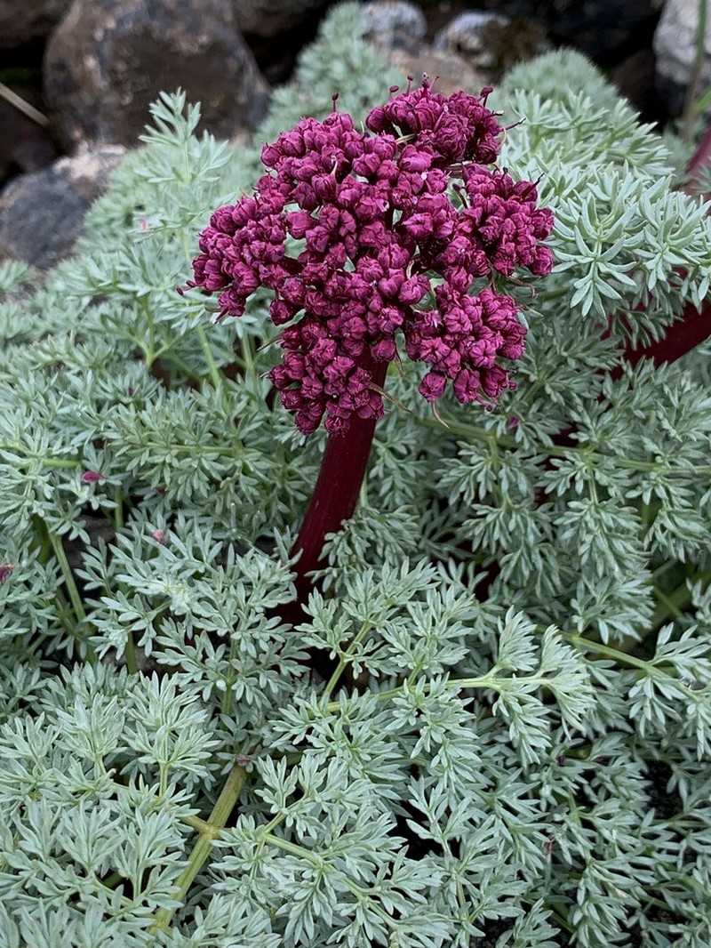 Day Valley Desertparsley photo 4