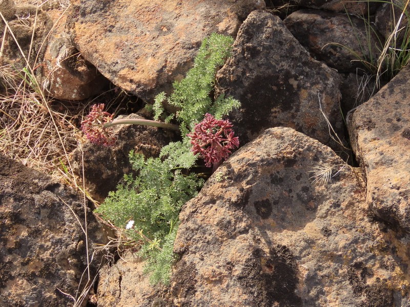 Day Valley Desertparsley photo 5