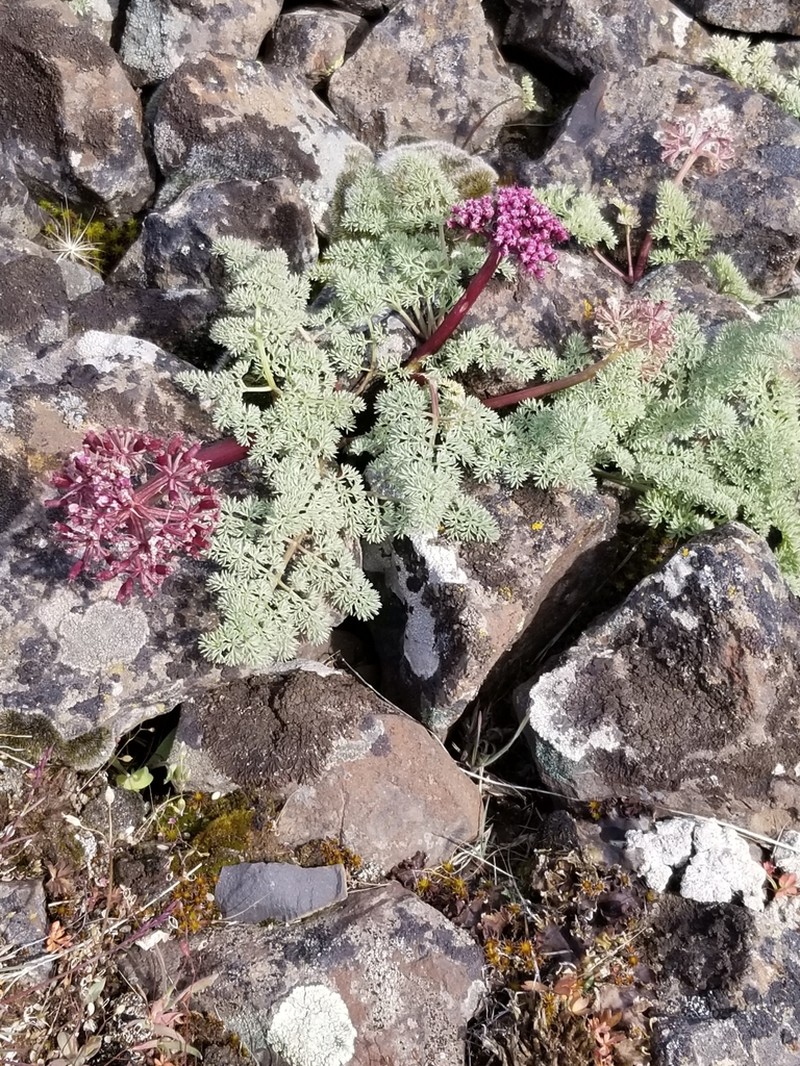 Day Valley Desertparsley photo 6