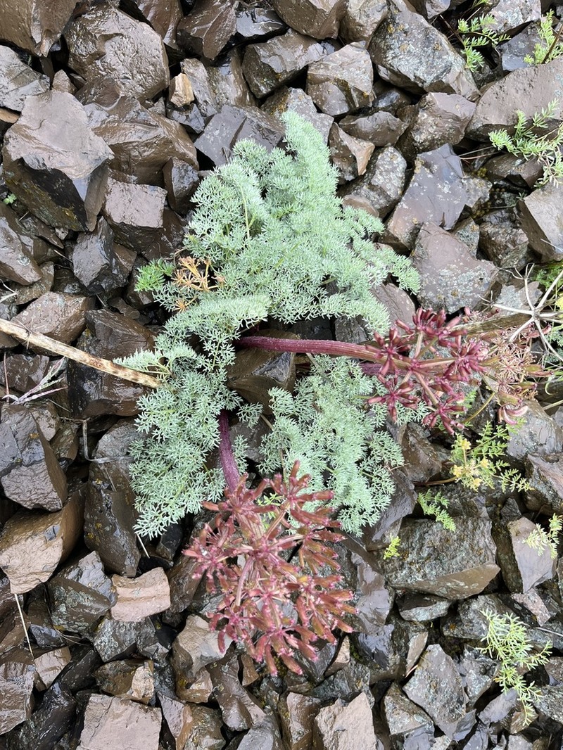 Day Valley Desertparsley photo 7
