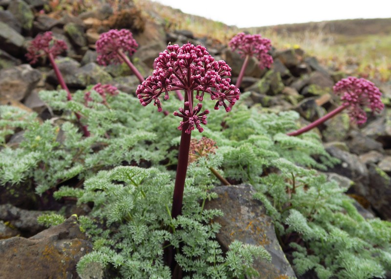 Day Valley Desertparsley photo 8