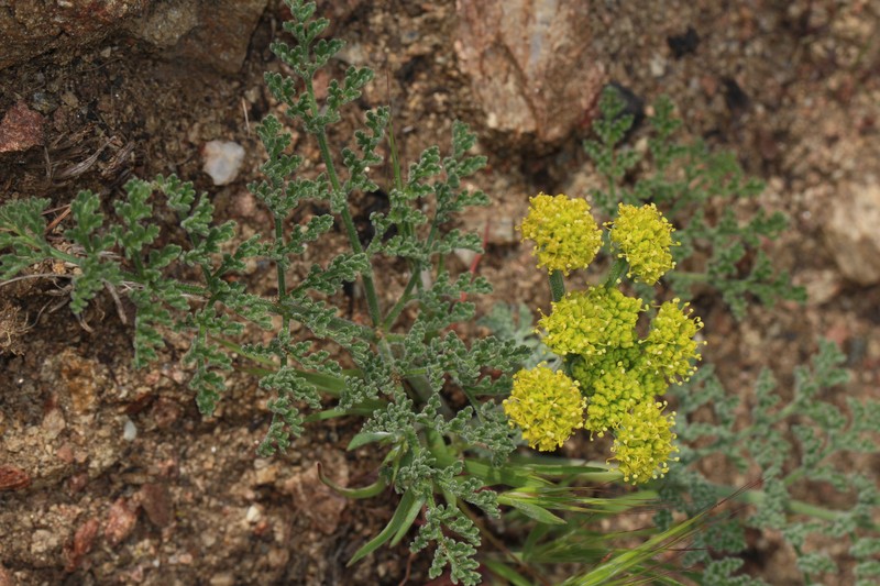 Mojave Desertparsley