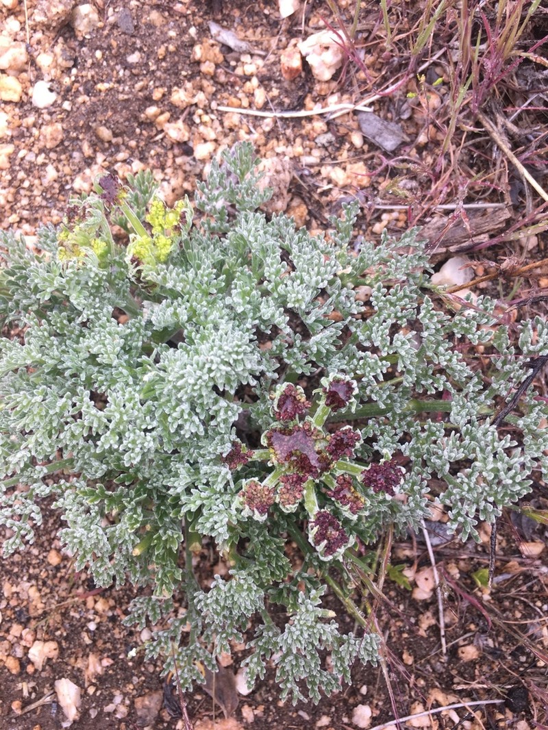 Mojave Desertparsley photo 2