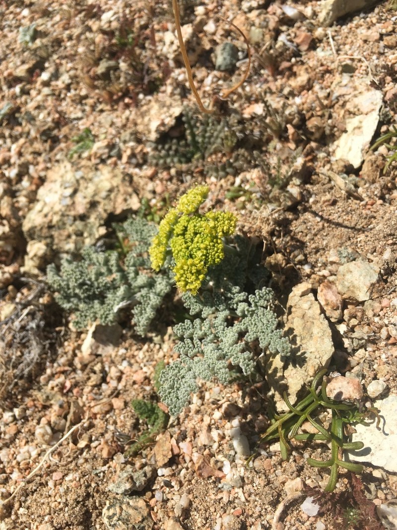 Mojave Desertparsley photo 3