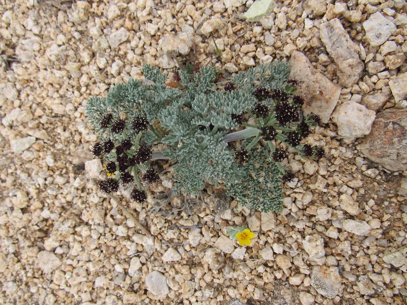 Mojave Desertparsley photo 4