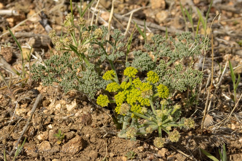 Mojave Desertparsley photo 5