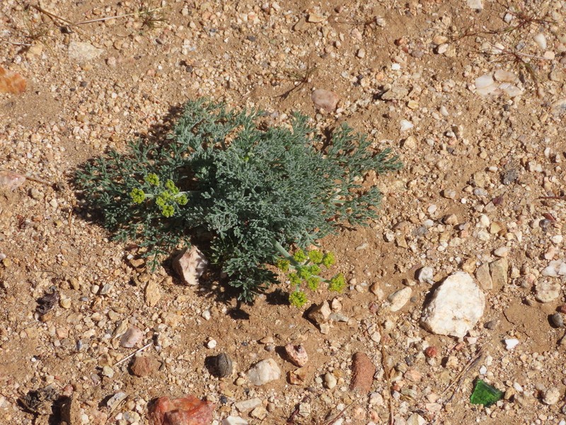 Mojave Desertparsley photo 6