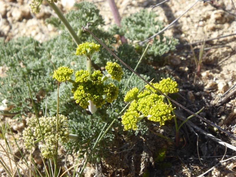 Mojave Desertparsley photo 7