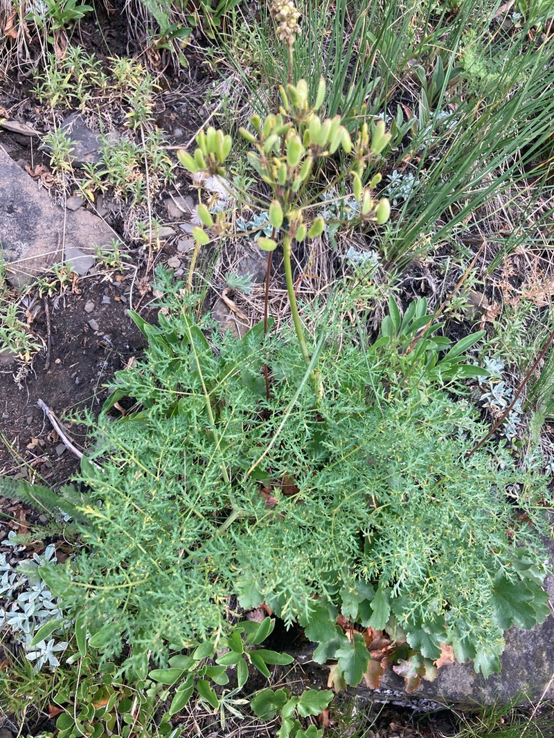 Lomatium multifidum