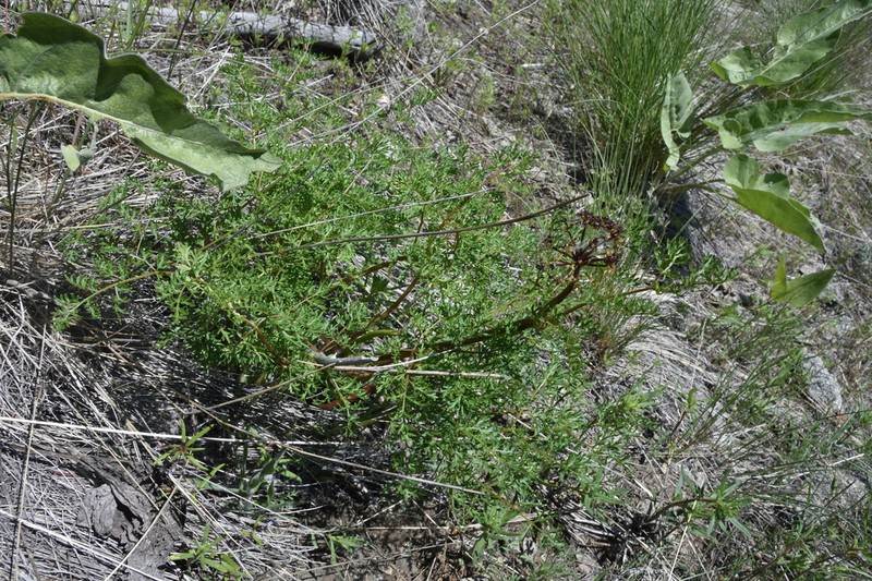 Lomatium multifidum photo 2