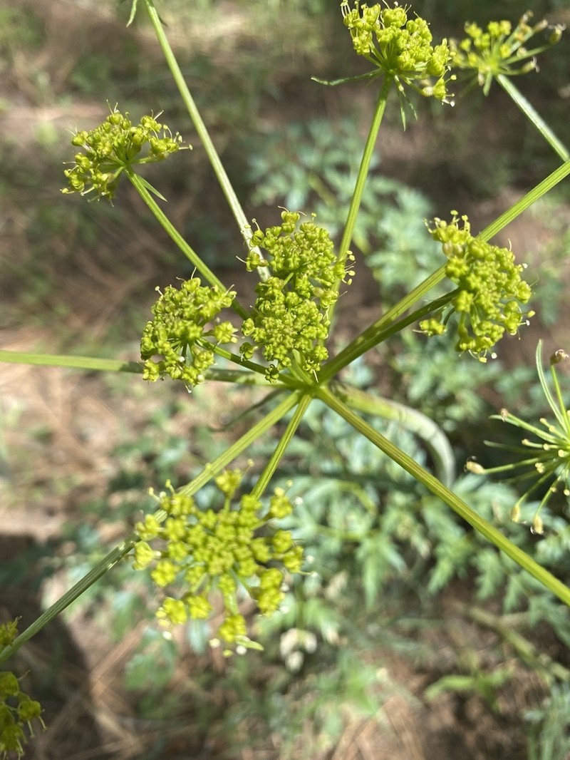 Lomatium multifidum photo 3