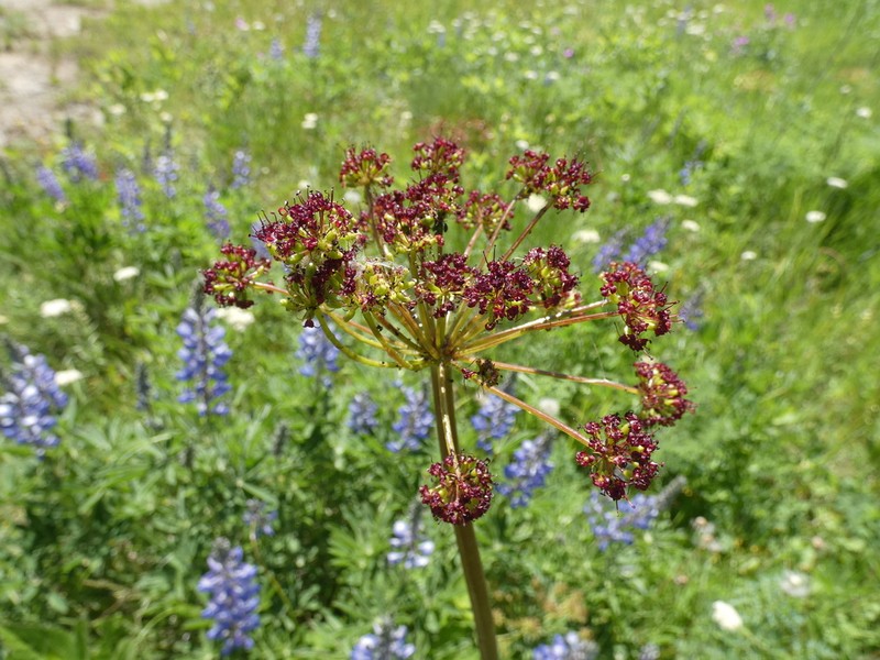 Lomatium multifidum photo 4