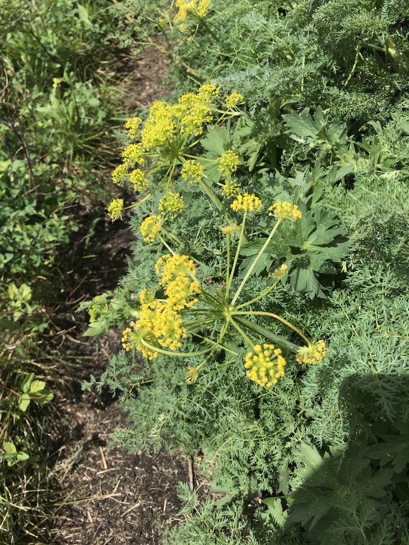Lomatium multifidum photo 5