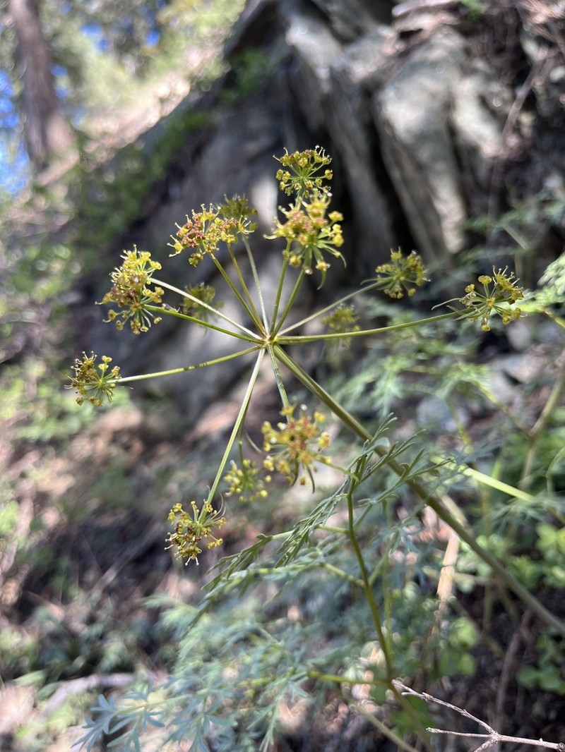 Lomatium multifidum photo 6