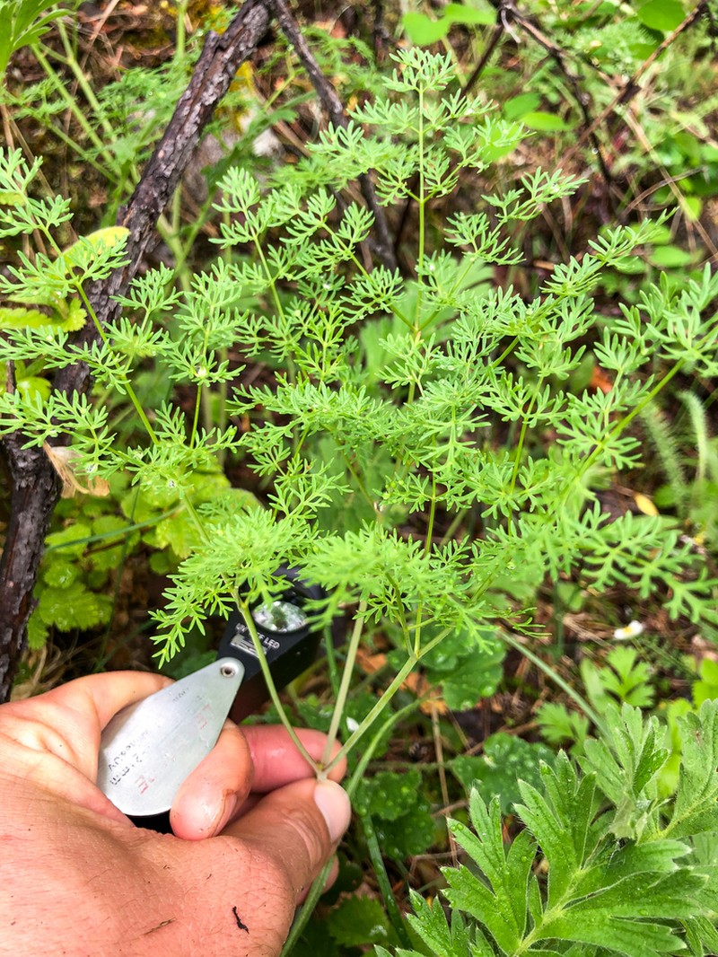 Lomatium multifidum photo 7