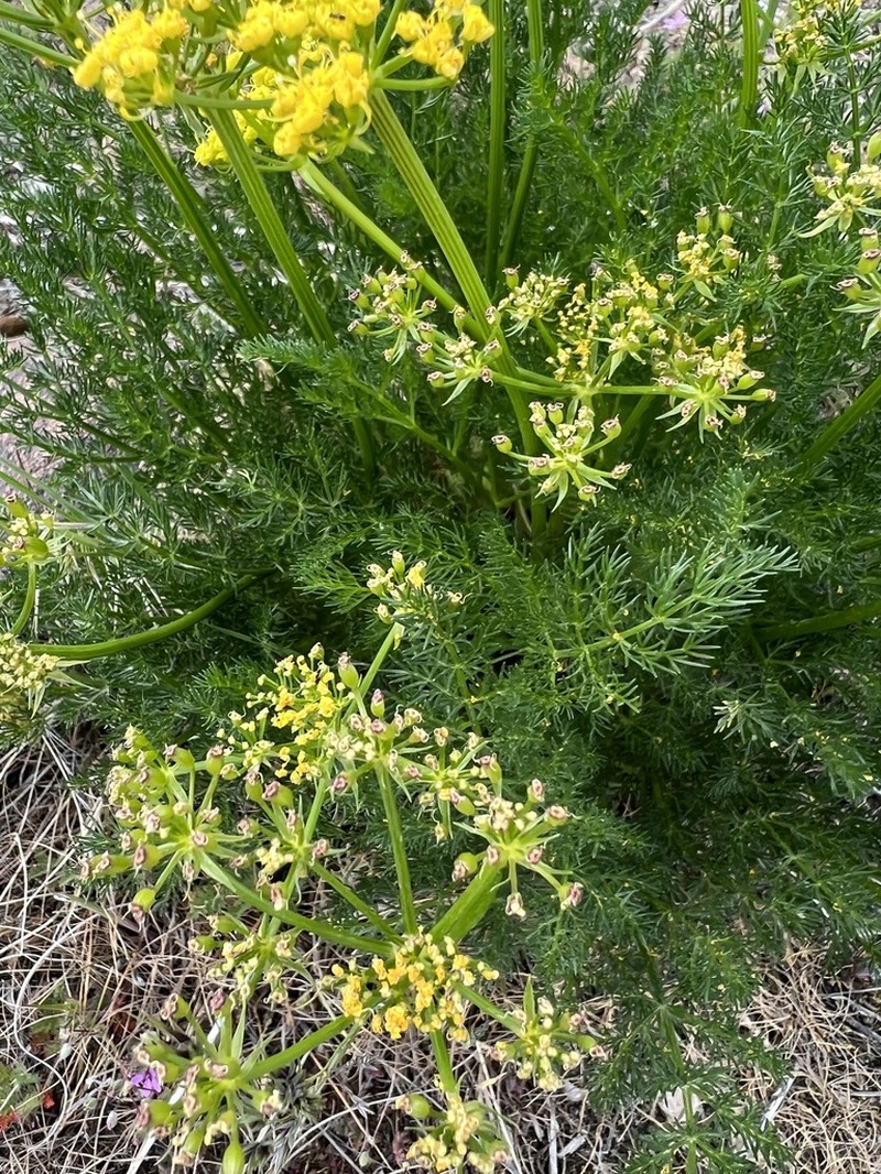 Lomatium multifidum photo 8