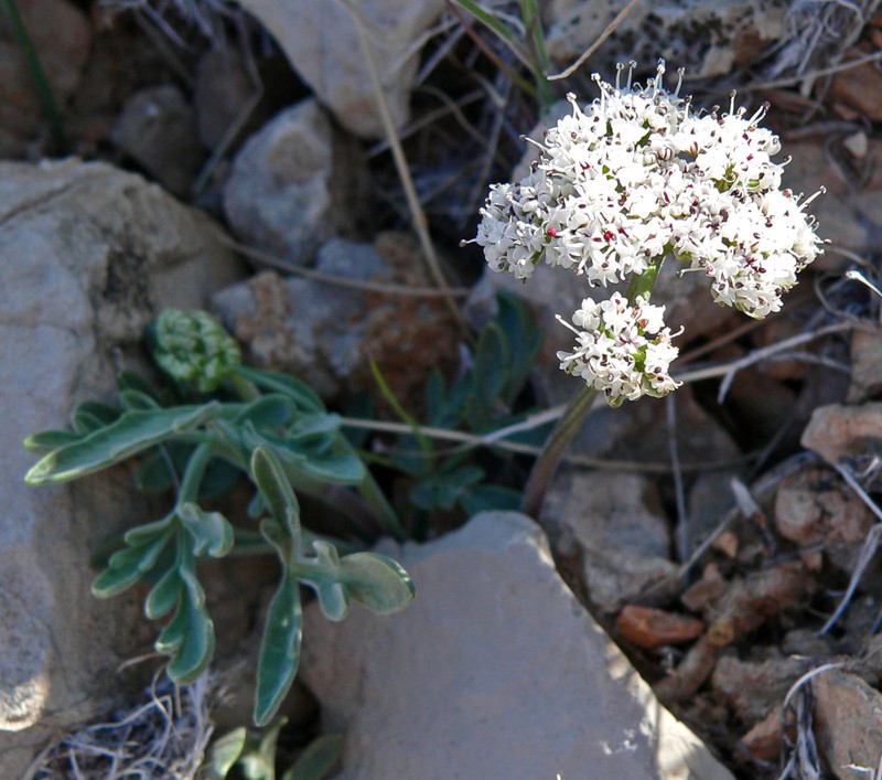 Nevada Biscuitroot