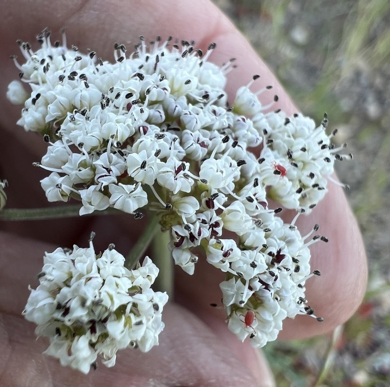 Nevada Biscuitroot photo 2