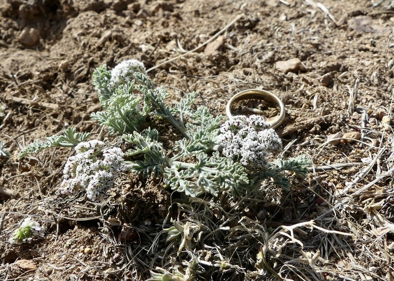 Nevada Biscuitroot photo 3