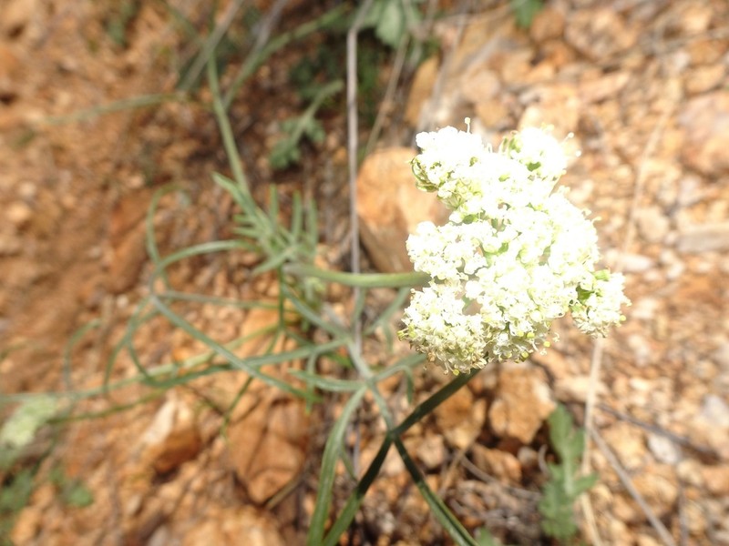 Nevada Biscuitroot photo 4