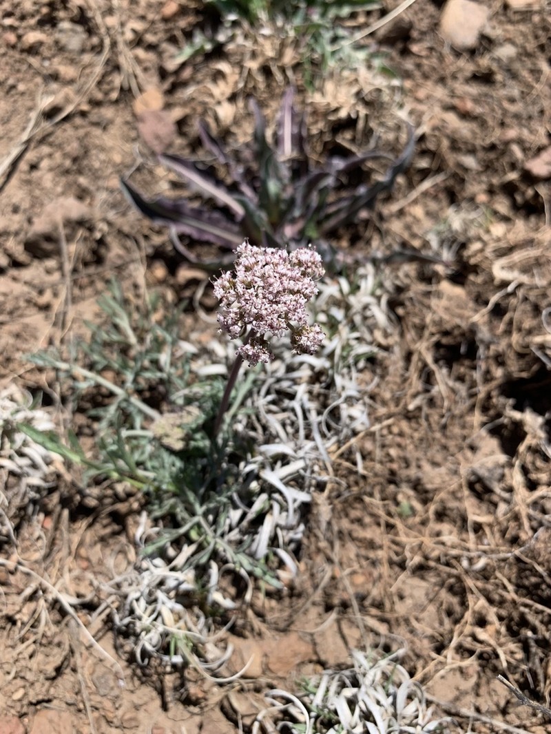 Nevada Biscuitroot photo 5