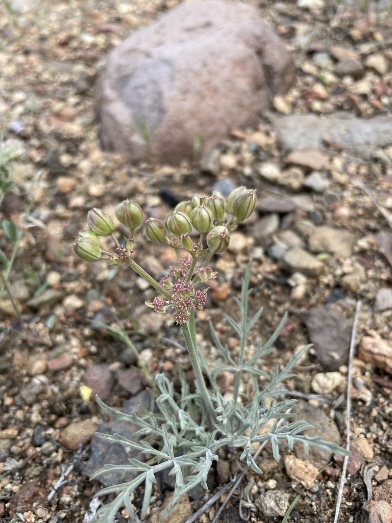 Nevada Biscuitroot photo 6