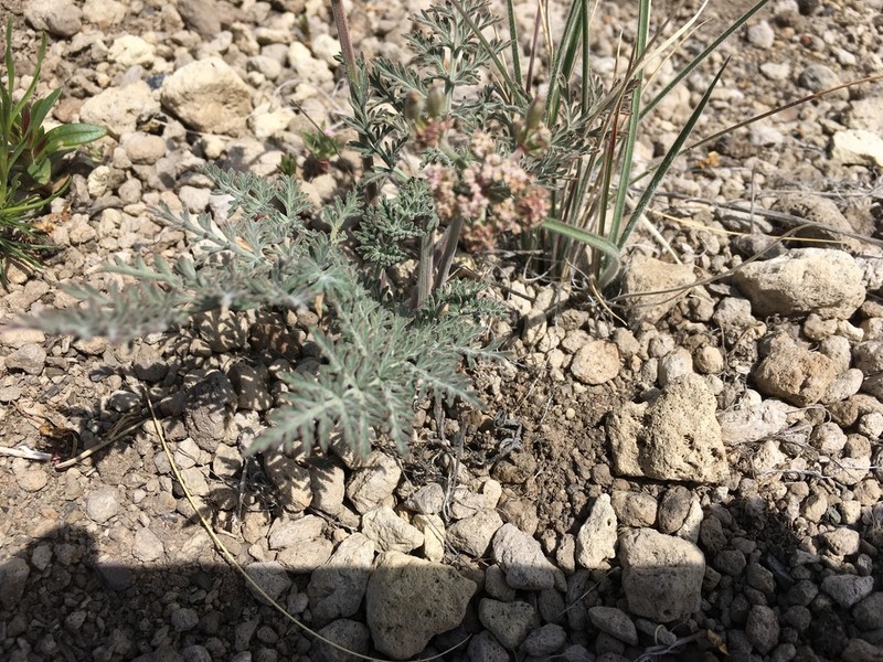 Nevada Biscuitroot photo 7