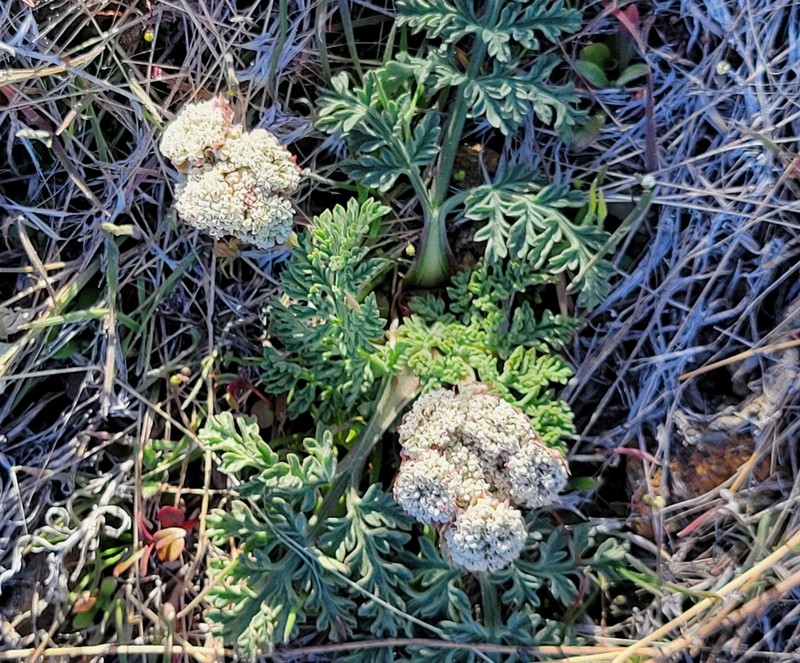 Lomatium nevadense var. nevadense