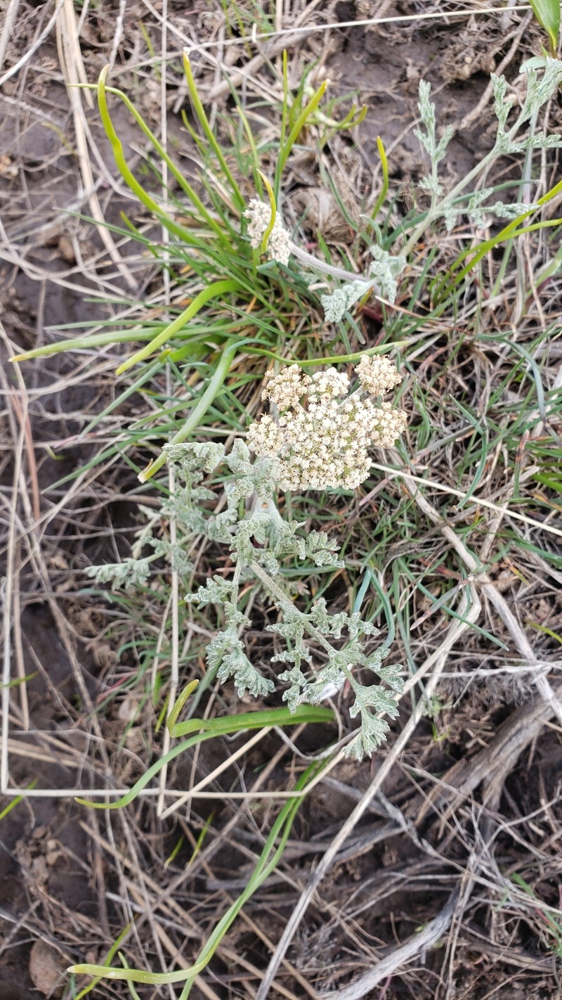 Lomatium nevadense var. nevadense photo 2