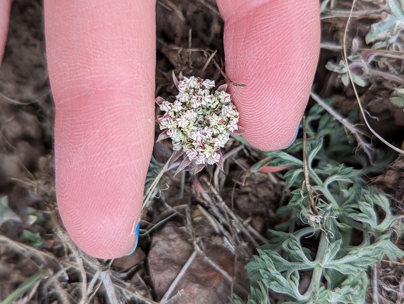 Lomatium nevadense var. nevadense photo 3