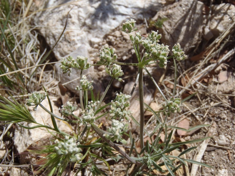 Lomatium nevadense var. nevadense photo 4