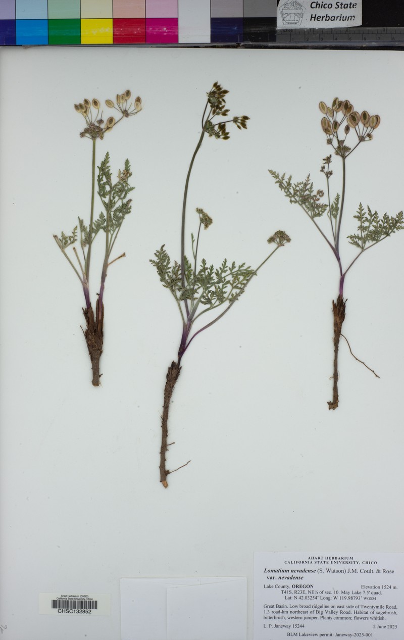 Lomatium nevadense var. nevadense photo 5