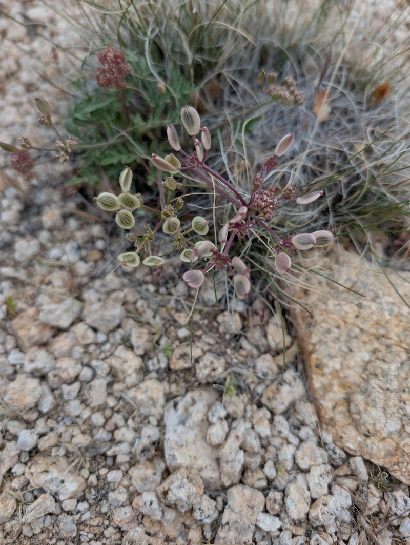 Lomatium nevadense var. parishii