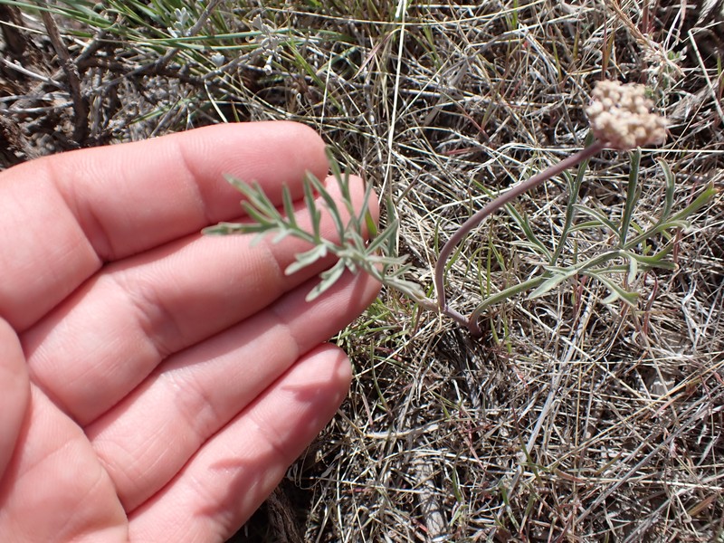 Lomatium nevadense var. parishii photo 2