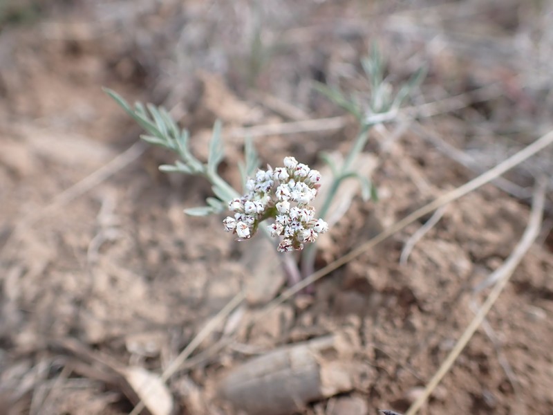 Lomatium nevadense var. parishii photo 3