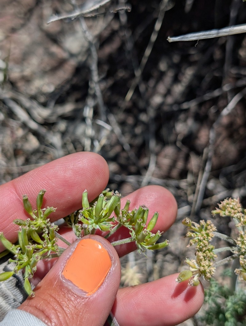 Lomatium nevadense var. parishii photo 4