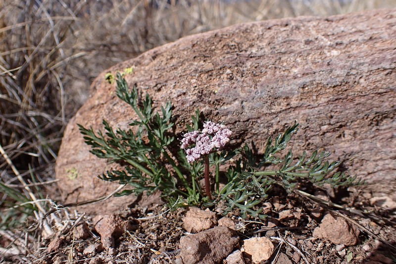 Lomatium nevadense var. parishii photo 5