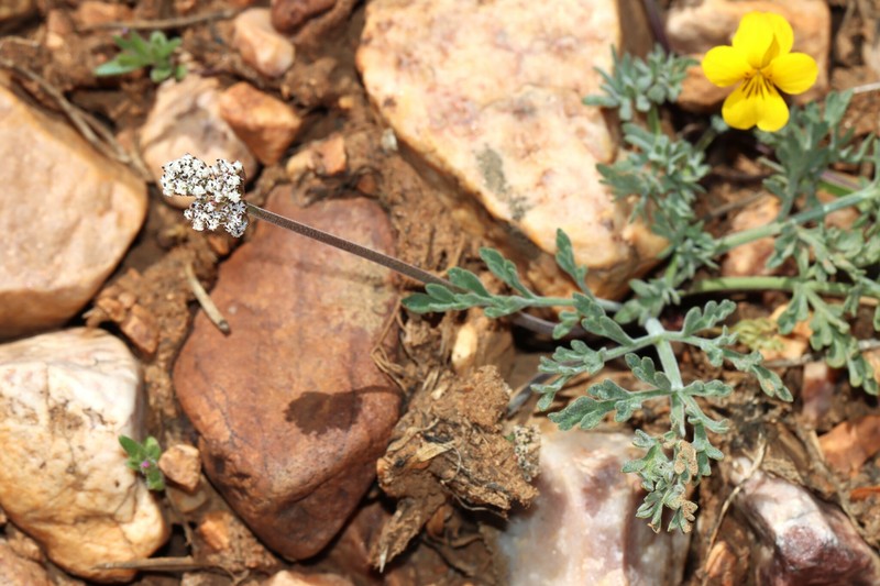 Lomatium nevadense var. parishii photo 6