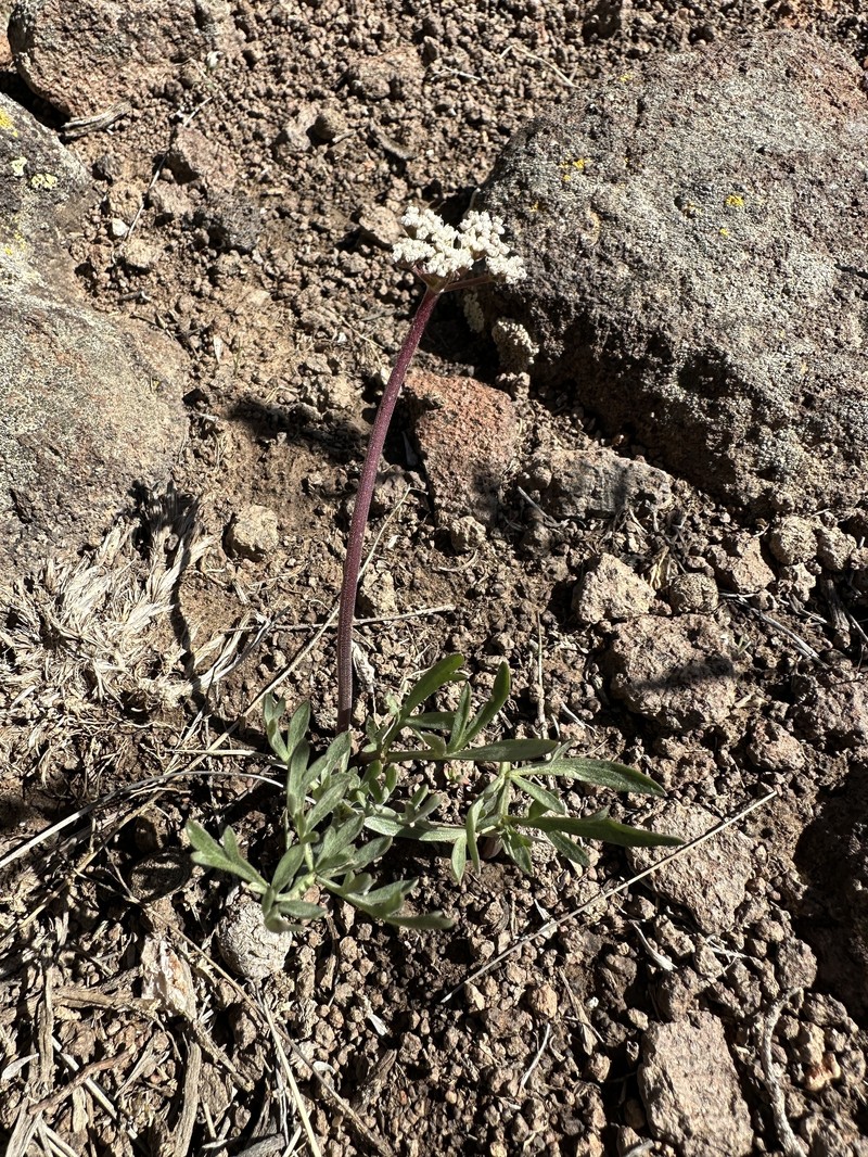 Lomatium nevadense var. parishii photo 7