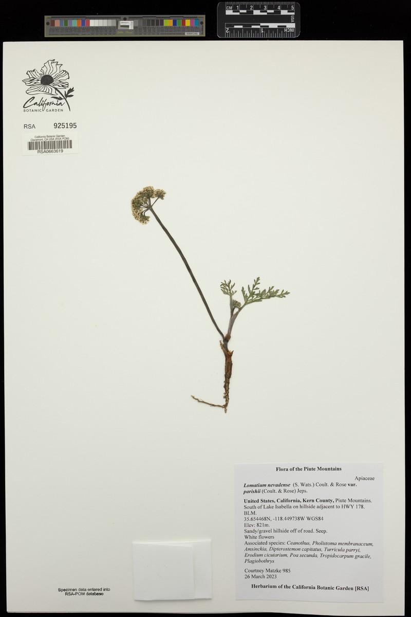 Lomatium nevadense var. parishii photo 8