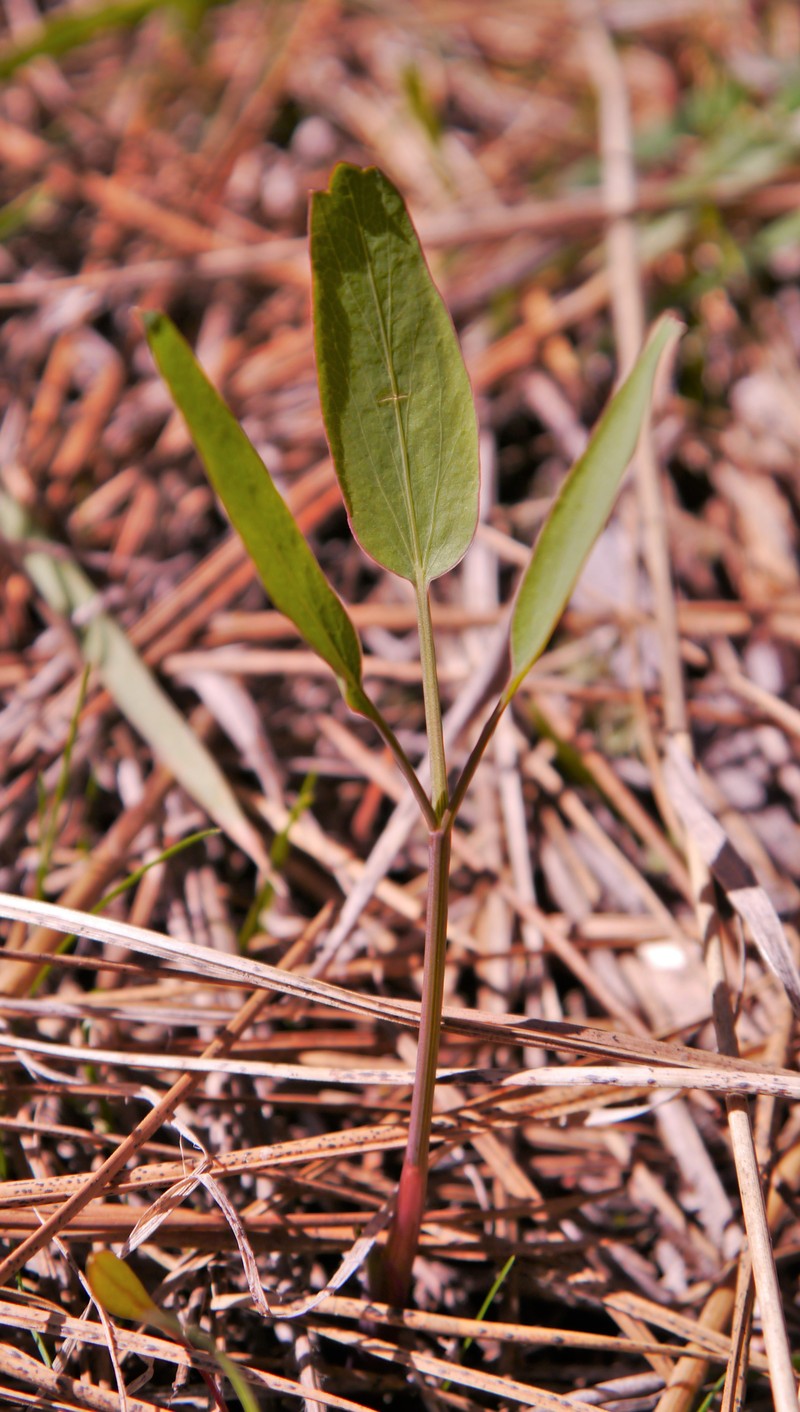 Barestem Biscuitroot photo 5