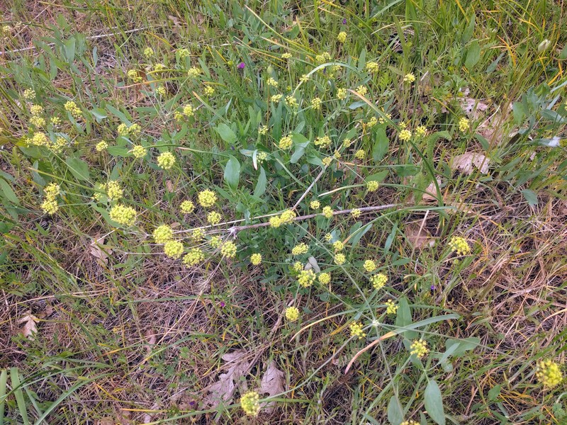 Barestem Biscuitroot photo 2