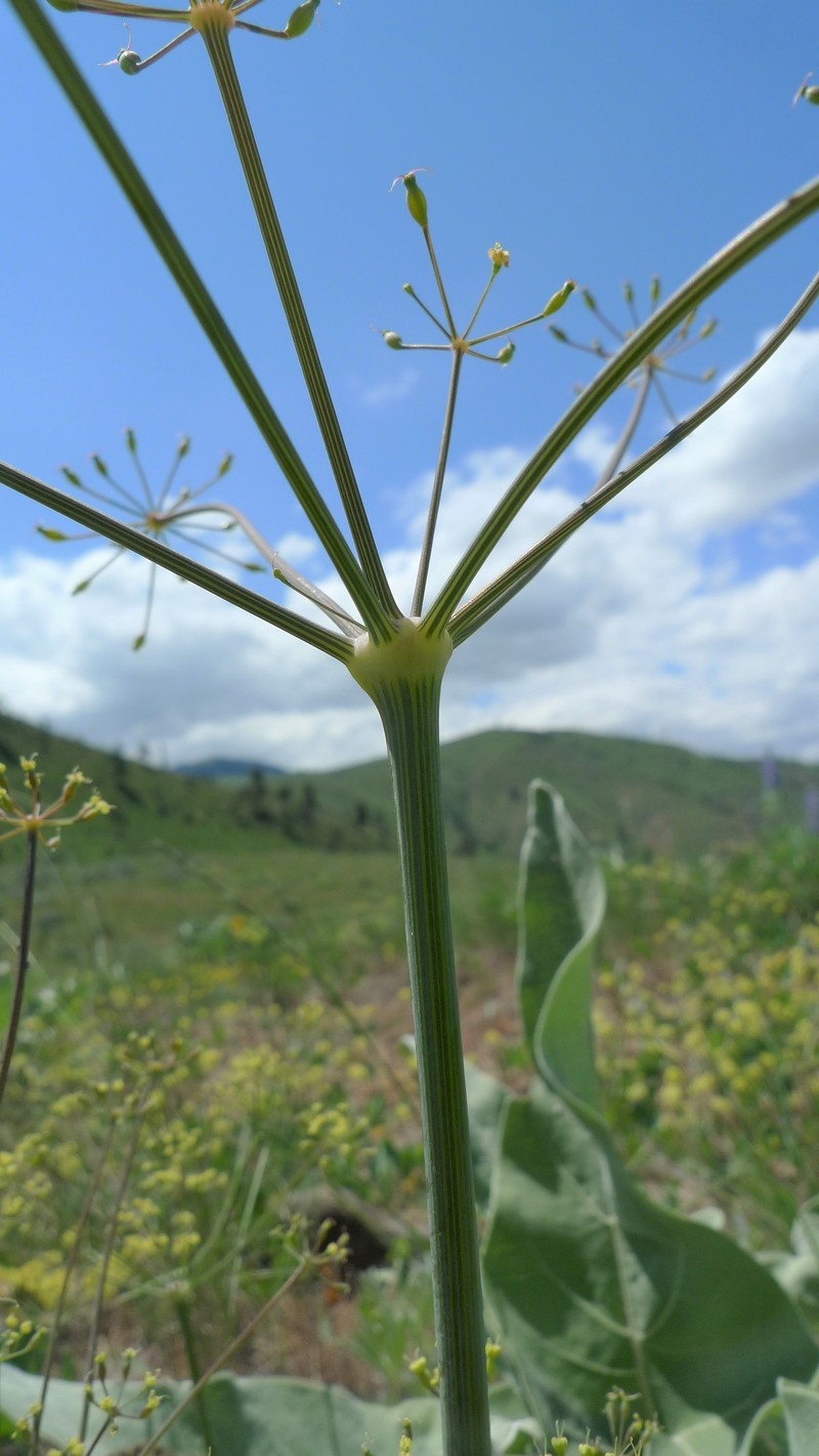 Barestem Biscuitroot photo 3