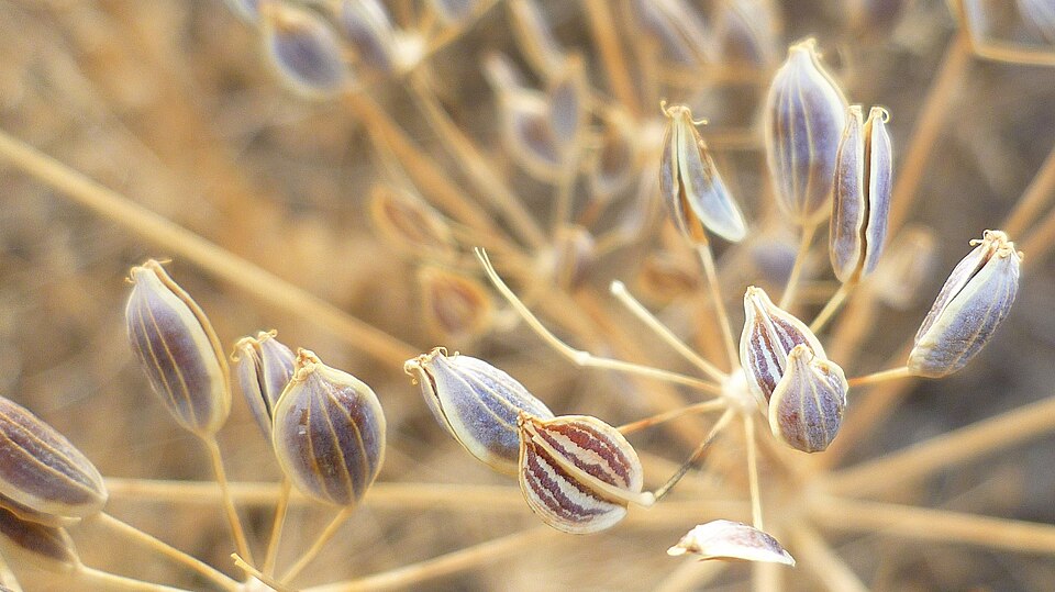 Barestem Biscuitroot photo 6