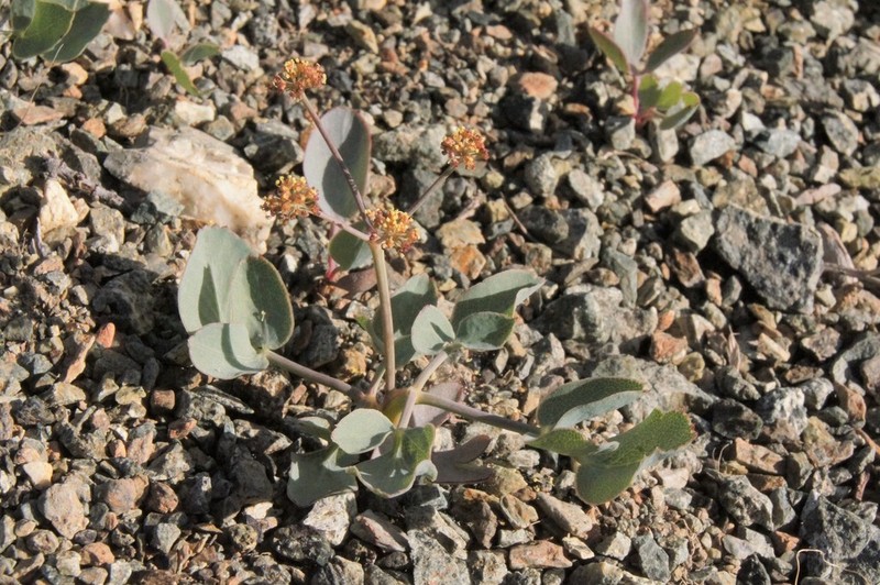 Barestem Biscuitroot photo 4